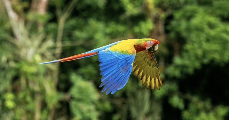 parrot-1024x538