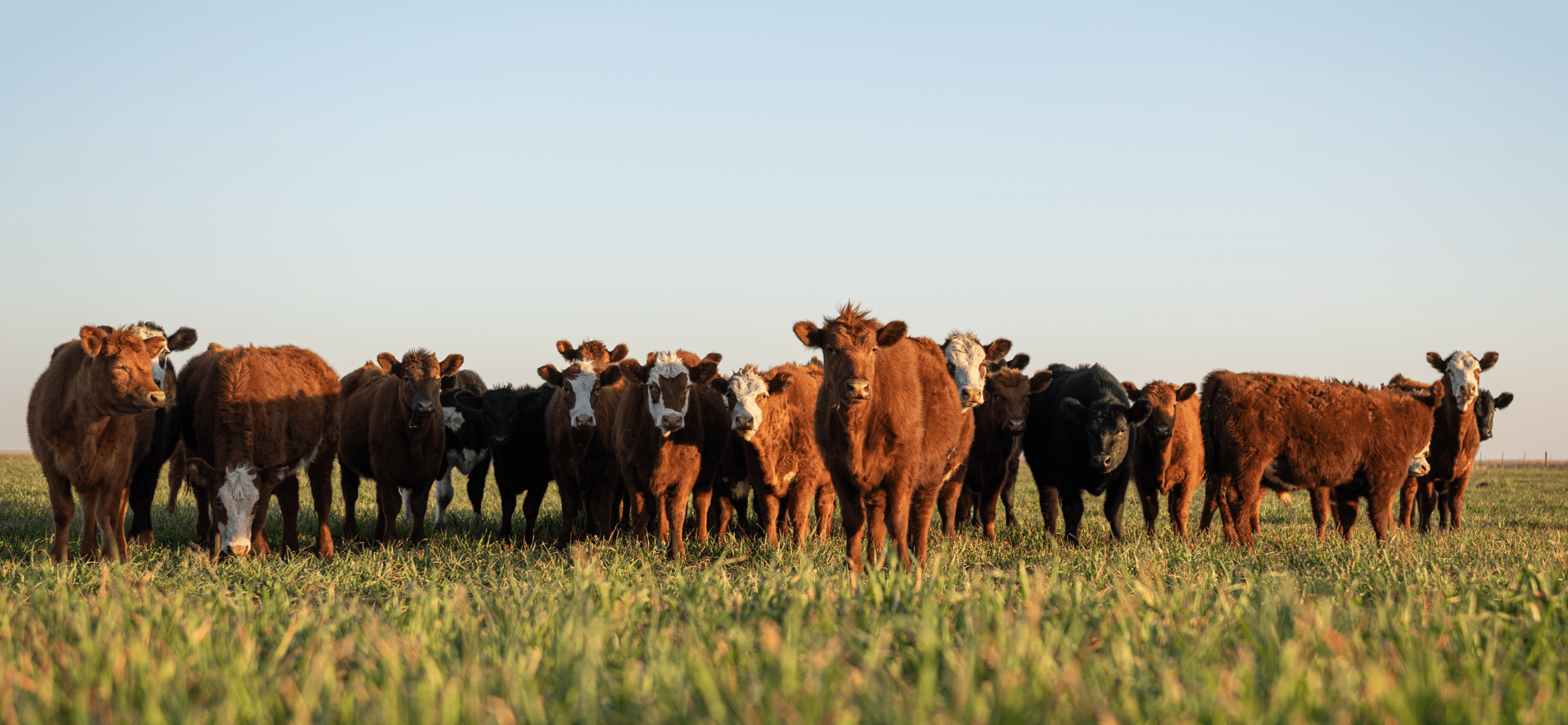 RethinkX Disruption of Food & Agriculture 6-min