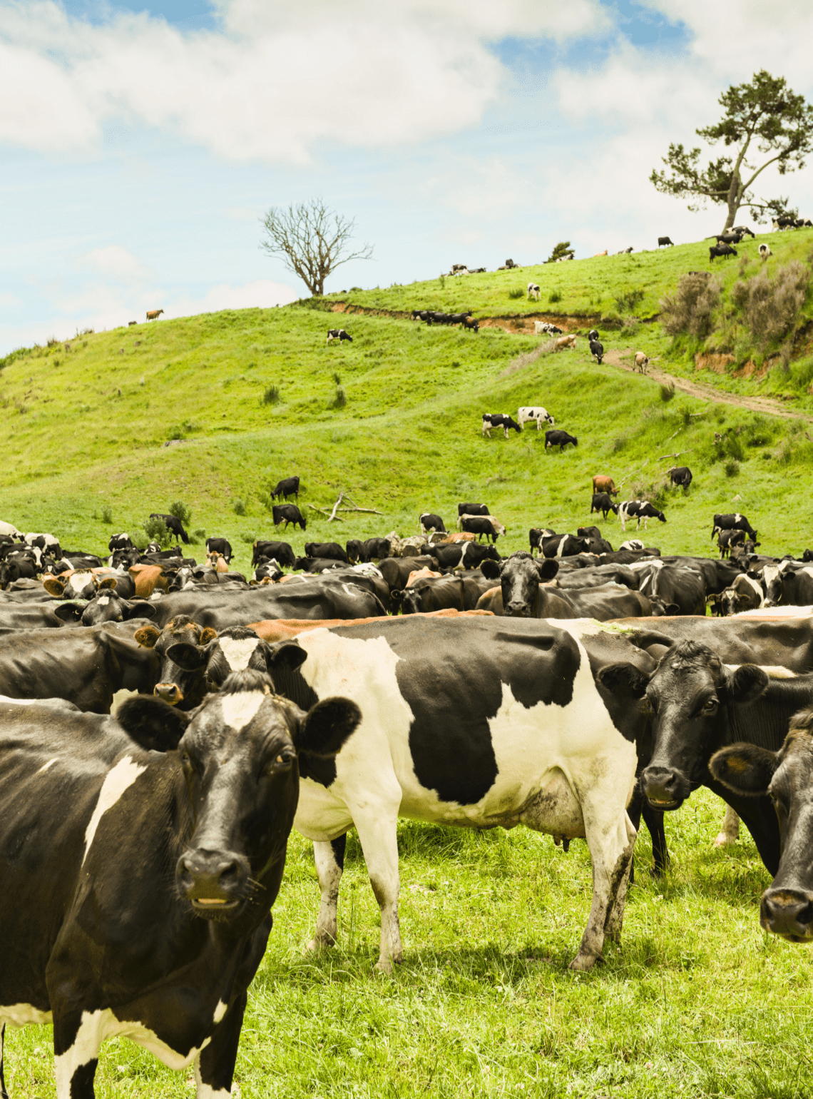 Rethinking Food & Agriculture 2020-2030