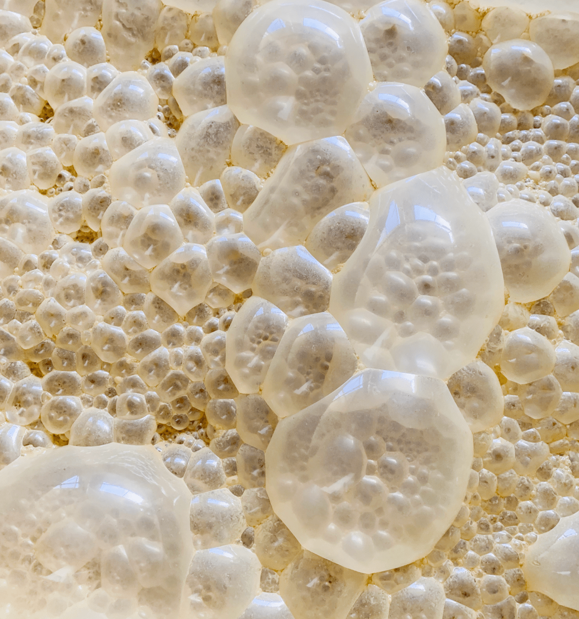 Humans have been fermenting for thousands of years to make all kinds of foods that we eat every day